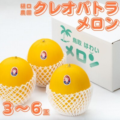 樋口農園のクレオパトラメロン 3～6玉(219M.)