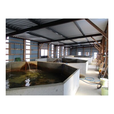 ◆湯梨浜ひらめ◆元気漬丼3袋セット(64M.)