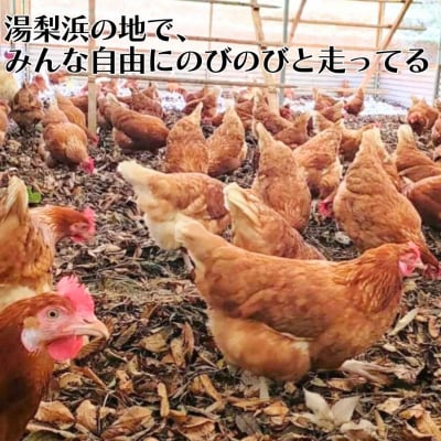 平飼い鶏の『いのちのたまご』60個(136K.)