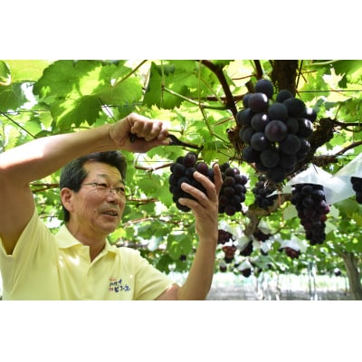 【2026年先行受付】潮騒熟成ハワイ種なしピオーネ4～5房(28MS.)