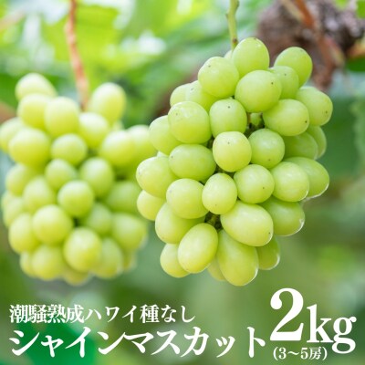 【2026年先行受付】潮騒熟成ハワイ種なしシャインマスカット3～5房(32MS.)