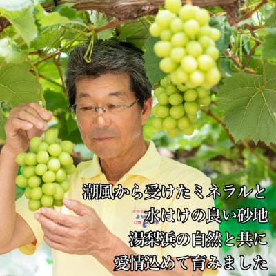 【2026年先行受付】潮騒熟成ハワイ種なしシャインマスカット3～5房(32MS.)