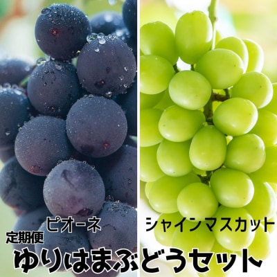 【2026年先行受付】ゆりはまぶどうセット(27MS.)