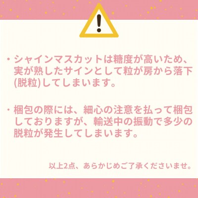 【2026年先行受付】ゆりはまぶどうセット(27MS.)