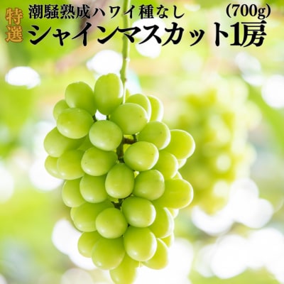 【2026年先行受付】潮騒熟成特選ハワイ種なしシャインマスカット1房(31MS.)