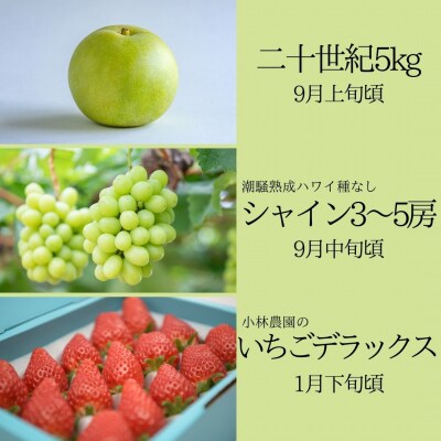 ゆりはまフルーツ定期②(36M.)