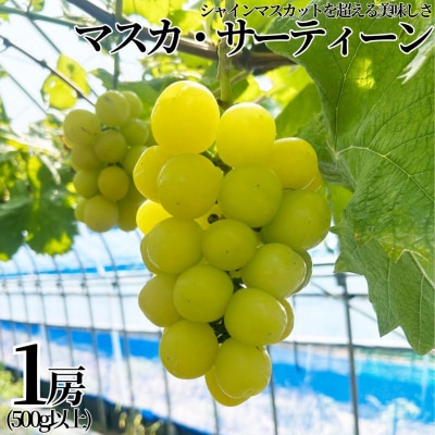 ■小林農園■マスカ・サーティーン1房(500g以上)(29M.)