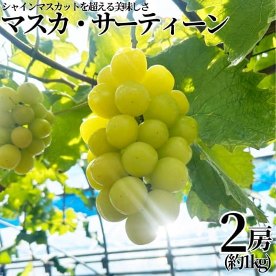 ■小林農園■マスカ・サーティーン2房(約1kg)(30M.)