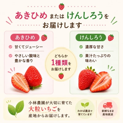 ■小林農園■いちごデラックス(25M.)