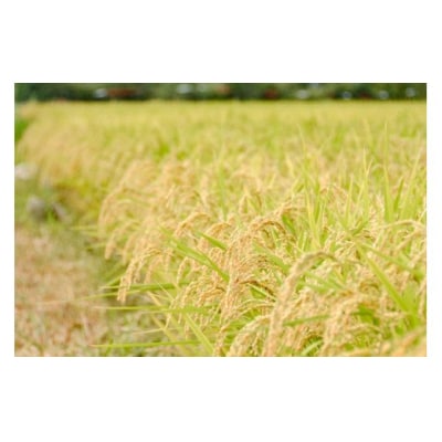 宮城のおこめ 食べくらべセット ひとめぼれ & ササニシキ 各5kg 総計10kg 20565766