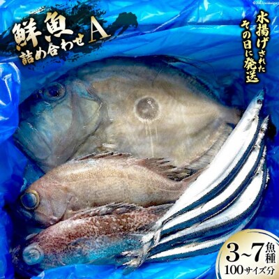 鮮魚 詰め合わせ A 3～7魚種 100サイズ分 [20563531]