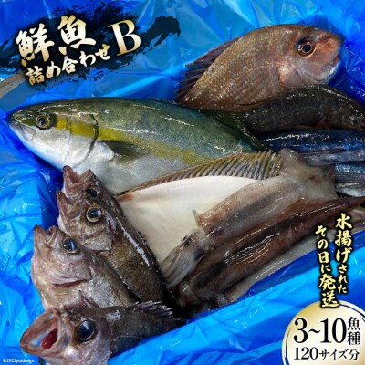 鮮魚 詰め合わせ B 3～10魚種 120サイズ分 [20563532]