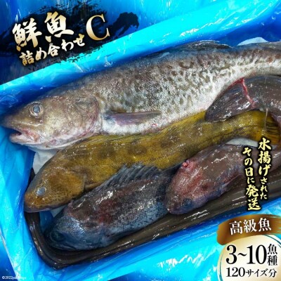 鮮魚 詰め合わせ C 3～10高級魚種 120サイズ分 [20563533]
