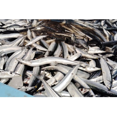 缶詰 やわらかさんま 醤油煮 & 味噌煮 各4缶 計8缶  [ミヤカン 20564175]