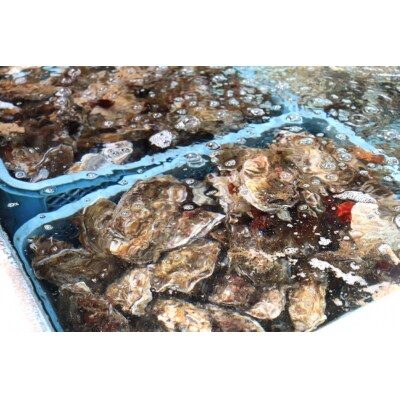 【期間限定発送】ヤマヨ水産の牡蠣 生食用 むき身 500g 《5月前半～出荷》 20565237