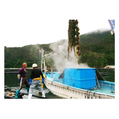 【期間限定発送】ヤマヨ水産の牡蠣 生食用 むき身 500g 《5月前半～出荷》 20565237