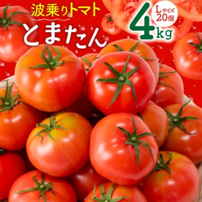 【期間限定発送】波乗り トマト とまたん 4kg (20個入) [20564139] ◎