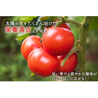 【期間限定発送】波乗り トマト とまたん 4kg (20個入) [20564139]