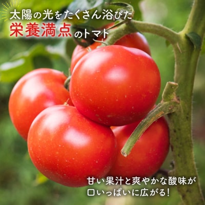 【期間限定発送】波乗り トマト とまたん 4kg 20個入 [20564139] 野菜