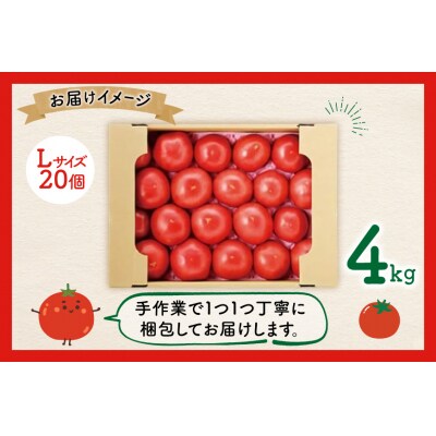 【期間限定発送】波乗り トマト とまたん 4kg (20個入) [20564139] 野菜