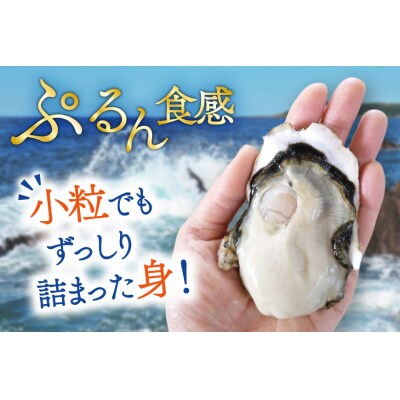 【期間限定発送】 牡蠣 小粒 1～1年半モノ 生食 殻付き牡蠣 約3kg [20565054]