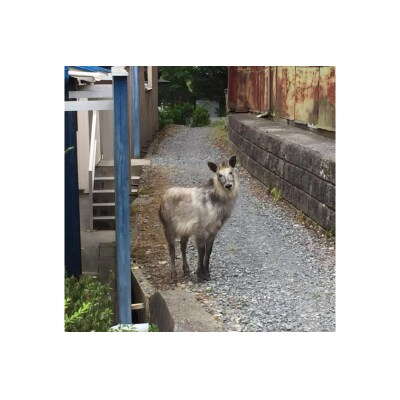 【気仙沼ニッティング】 ニットバッグ カモシカ [宮城県 気仙沼市 20565622]