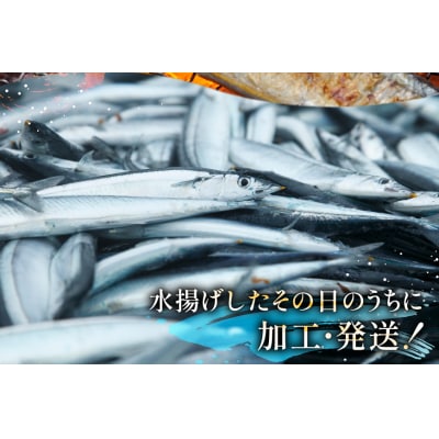 【期間限定発送】 生 さんま 10尾 [阿部長商店 宮城県 気仙沼市 20565760]