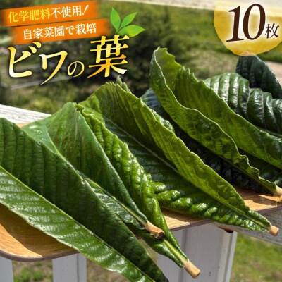 ビワの葉 10枚 100g以上 [海洋館 宮城県 気仙沼市 20565792]
