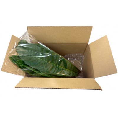 ビワの葉 10枚 100g以上 [海洋館 宮城県 気仙沼市 20565792]