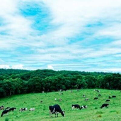 4カ月 定期便 ミルキークラウン バニラアイスクリーム10個