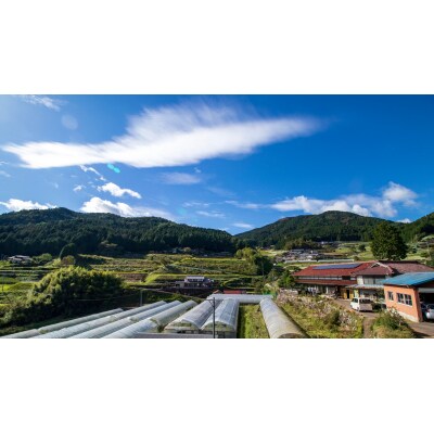 佐伯さんちのトマトジュース