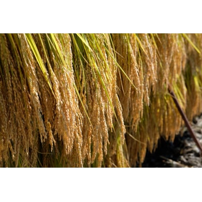 お山のしめ縄飾り