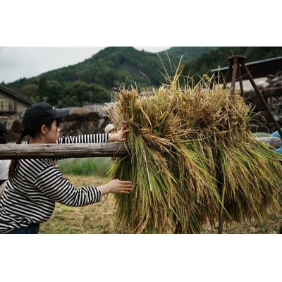 お山の米束飾り 約50～60cm 正月飾り しめ縄 正月 日本製 お飾り 白川町 / Sunpo