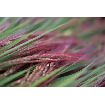 お山の米束飾り 約50～60cm 正月飾り しめ縄 正月 日本製 お飾り 白川町 / Sunpo