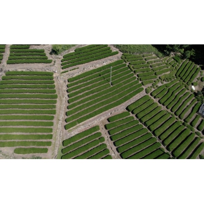 発酵和茶Trinitea 一番茶・二番茶ティーバッグセット (化粧箱入り) 各3g×7パック