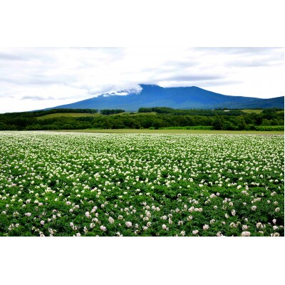 清里町産じゃがいも2種セット(きたあかり・紅丸)【計4.5kg】