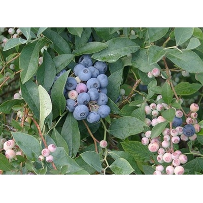 <有機JAS認定> 冷凍ブルーベリー (1kg)  F20E-848