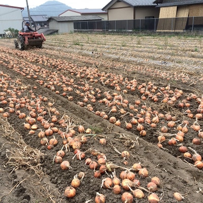 抗酸化玉ねぎ 10kg<桑の粉茶10g付き> F21E-410