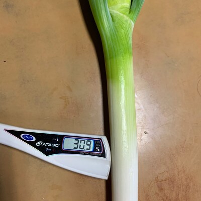 田舎のねぎ(15本) 糖度30 長ネギ 長ねぎ 長葱 ねぎ ネギ 有機肥料 野菜 F21E-023