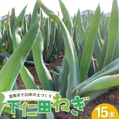 下仁田ねぎ15本 長ネギ 長ねぎ 長葱 ねぎ ネギ 有機肥料 野菜 群馬県 富岡市 F21E-065