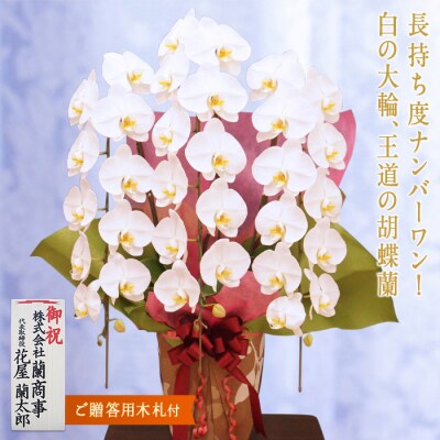 胡蝶蘭 白大輪 3本立ち【木札付】 F20E-425