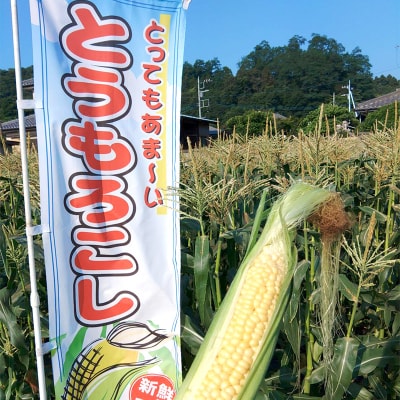 <2025年先行受付>【2ヶ月定期便】夜間収穫したとうもろこし ゴールドラッシュ  F21E-068