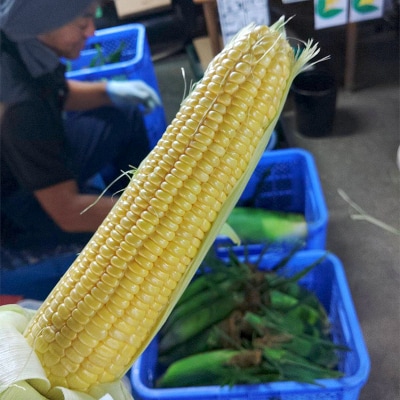 <2026年先行受付>【2ヶ月定期便】夜間収穫したとうもろこし ゴールドラッシュ  F21E-068