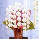 胡蝶蘭 白大輪(キング)3本立ち F20E-255