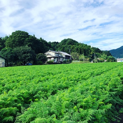 ≪先行受付≫妙義山の麓 にんじん 2kg F21E-195