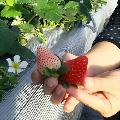 自宅でいちご狩りセット<淡雪・赤い苺3種類>【2026年3月1日〜5月15日発送】 F21E-249