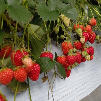 群馬県産いちごセット<やよいひめ4パック >【2026年3月1日〜5月15日発送】 F21E-247