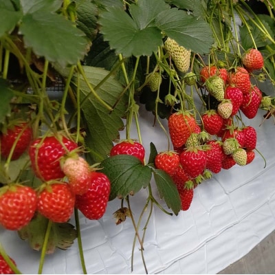 自宅でいちご狩りセット<赤い苺4品種>【2026年1月4日〜3月31日発送】 F21E-250