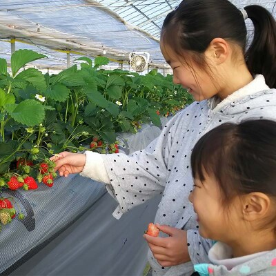 <高田いちご園> 苺狩りペア入場券(2名様) F21E-083