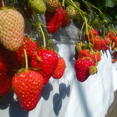 <高田いちご園> 苺狩りペア入場券(2名様) F21E-083